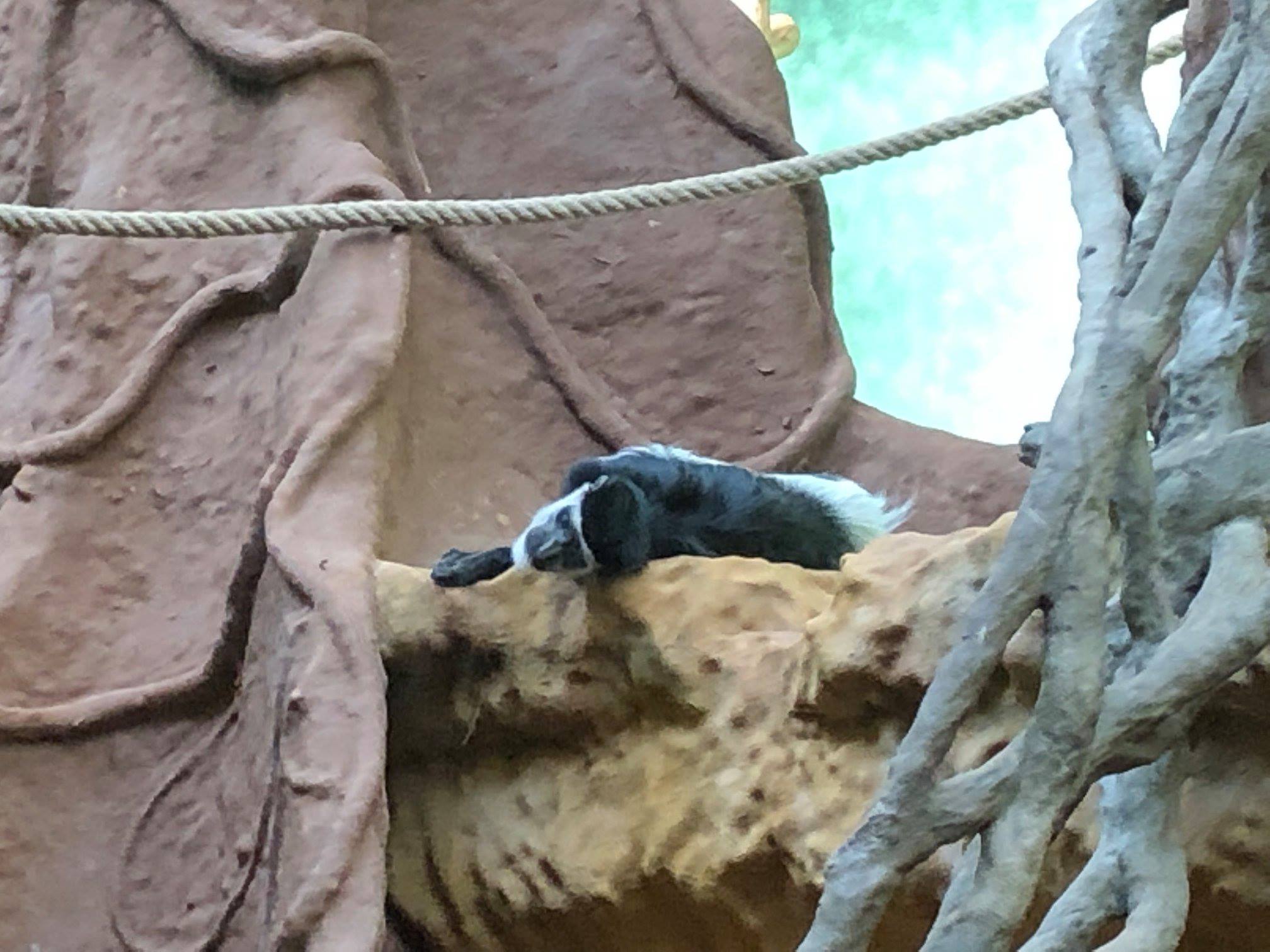 Sint-Martinus den XIIde - Zoo Antwerpen Kapoenen